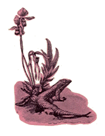 [Illustration]